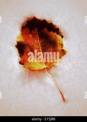 Foglie di autunno sul nuovo strato di neve. Foto Stock