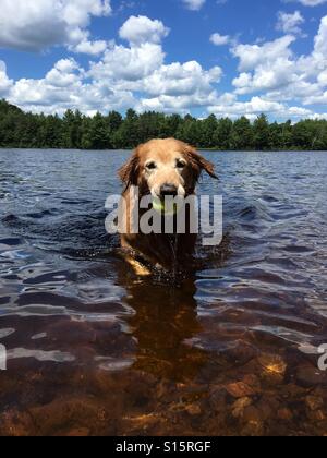 Il Golden Retriever nel lago con palla in bocca. Foto Stock