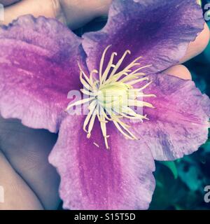 Clematis Foto Stock