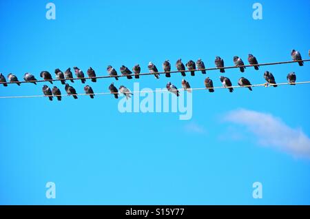 Due righe di piccioni sul filo del telefono Foto Stock