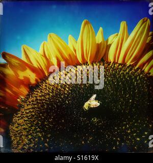 Ape su Girasole di grandi dimensioni Foto Stock