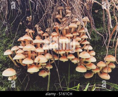 Toadstool funghi che crescono nei boschi. Foto Stock