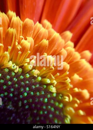 Chiudere caricare un orange gerbera Daisy Foto Stock