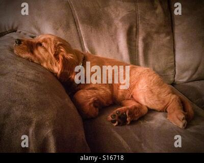 Un cucciolo di Golden retriever di un mese fa con un cappotto rosso fa un pisolino sul divano prima di tornare a giocare. La foto è del primo giorno del cucciolo con la famiglia. Foto Stock