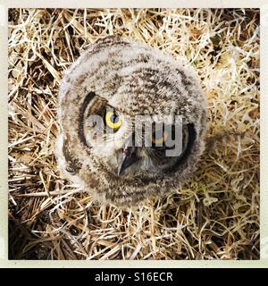 Baby Gufo in esso's Nest Foto Stock