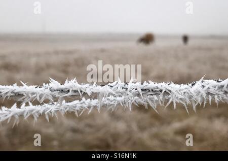 Trasformata per forte gradiente gelo su una recinzione di bestiame. Foto Stock