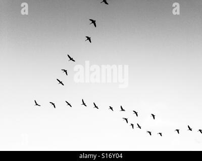 Oche del Canada volare in formazione Foto Stock