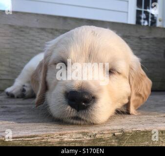 Cucciolo di sonno Foto Stock