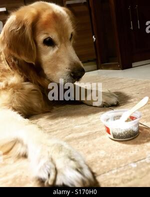 Un Golden Retriever cane guardando una coppa di gelato Foto Stock