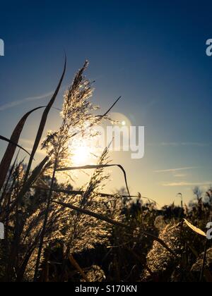 Luce del sole che filtra attraverso ance Foto Stock