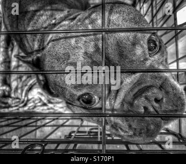 Bulldog francese guardando fuori dall'interno di una gabbia di cane Foto Stock