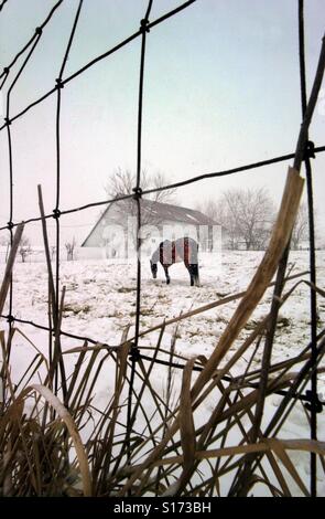 Un cavallo sfiora in una coperta di neve pascolo d'inverno. Foto Stock