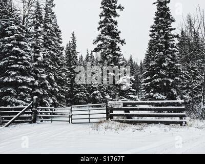 Nessuna intrusione, attenzione del segno del cane sul gate - bianco e nero Foto Stock