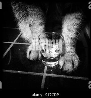 Colpo di vetro tra i gatti zampe sul banco di cucina Foto Stock