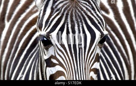 Una zebra mostra le sue piaghe. Foto Stock