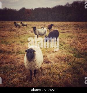 Nero Bianco di fronte pecore in un campo con altri ovini. Foto Stock