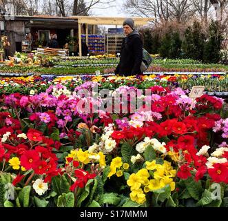 Evening Primerose blooming profusamente in un vivaio a Flohmarkt am Mauerpark (durante il fine settimana il mercato delle pulci), Berlino Foto Stock