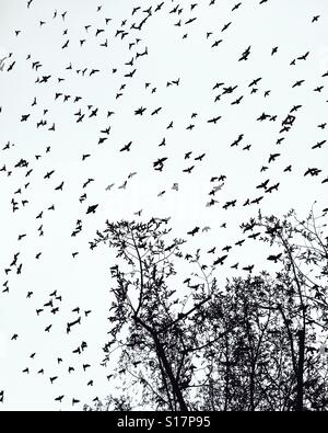 Gli uccelli - in un enorme gregge di piccioni turbinano intorno le cime degli alberi Foto Stock