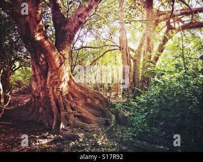 La luce del mattino filtra attraverso gli alberi in Nayarit, Messico. Foto Stock