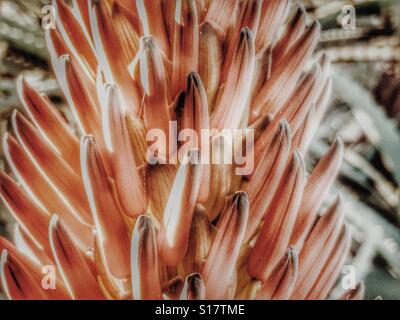 Aloe vera, red hot poker, fiore dettaglio Foto Stock