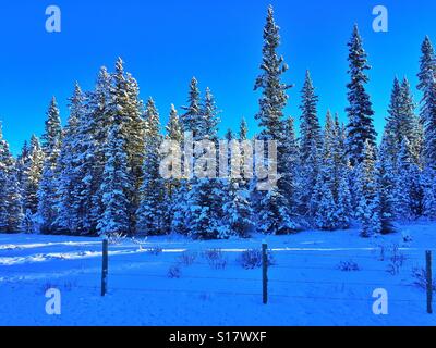 Coperta di neve sempreverdi e pali da recinzione Foto Stock