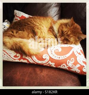 Lo zenzero gatto addormentato su Orange e cuscino bianco Foto Stock