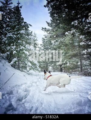 Piccolo Cane bianco saltando in neve fresca tra coperta di neve alberi. Vignette modifica. Foto Stock