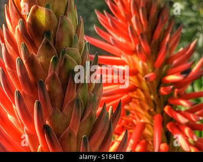 Aloe Vera Aloe aculeata. Red Hot poker fiori Foto Stock