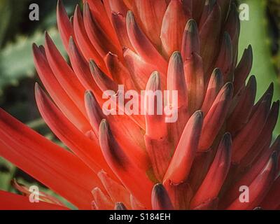 Aloe Vera Aloe aculeata, red hot poker guglia di fiori Foto Stock