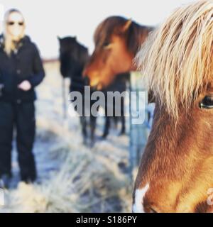 Pony in Islanda Foto Stock