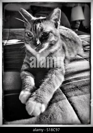 Gatto di casa rilassarsi sul letto in drammatico in bianco e nero Foto Stock