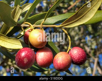 La maturazione delle olive sull'albero., Olea europeae Foto Stock