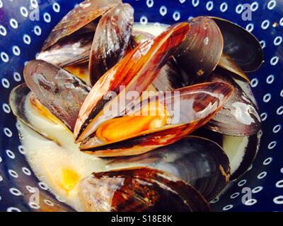 Muscoli scozzese nel vino bianco e salsa alla panna Foto Stock