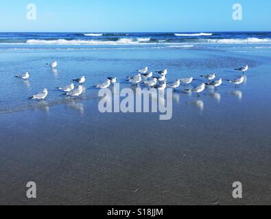 Un gregge di Napoleone i gabbiani sulla battigia a Jacksonville Beach, Florida, Stati Uniti d'America. Foto Stock