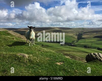 Una pecora solitaria sulla cima della collina - Shutlingsloe, Cheshire, Regno Unito Foto Stock