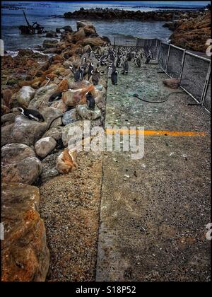 Stoney Point penguin colonia di allevamento. Foto Stock