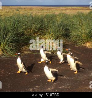 I pinguini di Gentoo su marzo, Isole Falkland Foto Stock