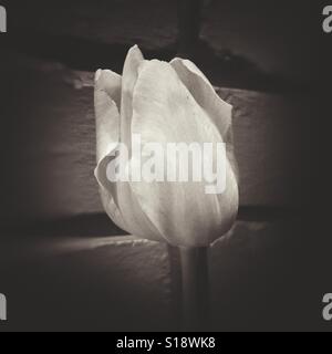 Un immagine seppia di un singolo tulip flower Foto Stock