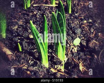 First sign of Spring. Daffodils shoots making an appearance in January. Foto Stock