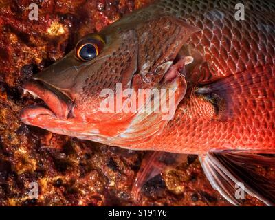 Jack di mangrovie, noto anche come Mangrove Red Snapper o Lutjanus argentimaculatus. Foto Stock