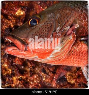 Lutjanus argentimaculatus noto anche come Mangrove red snapper o jack di mangrovie. Foto Stock