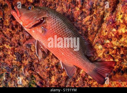 Lutjanus argentimaculatus noto anche come jack di mangrovie o le mangrovie red snapper. Foto Stock