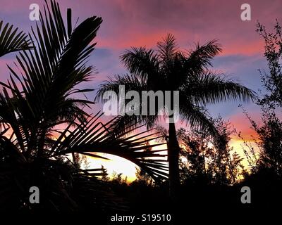 Splendido tramonto e palme vista Foto Stock