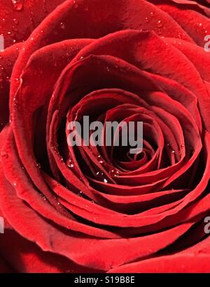Red Rose la perfezione Foto Stock