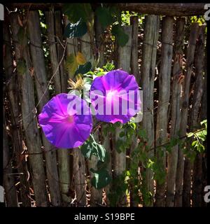 Viola hedge fiori. Foto Stock