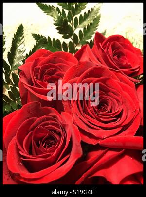 Rosso vivace bouquet di rose in dettaglio Foto Stock