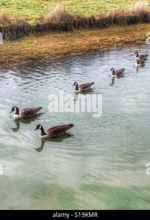 Oche canadesi a nuotare in una riga Foto Stock