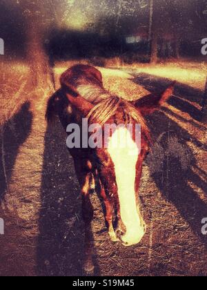 Cavallo marrone Foto Stock