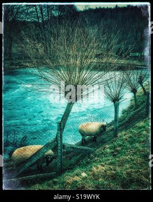 Vista con un lago ghiacciato, alberi e due pecore Foto Stock