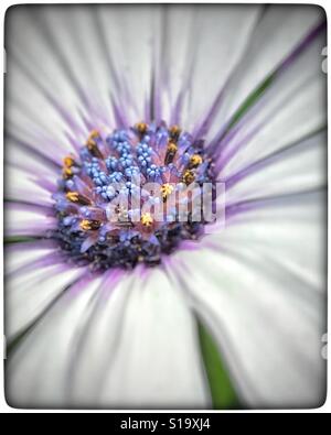 African Cape Daisy in macro con messa a fuoco selettiva, Osteospermum Foto Stock